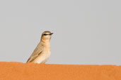 Isabelline Wheatear, Al Ain, Abu Dhabi, March 2010 - click for larger image