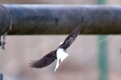 Hooded Wheatear, Al Ain, Abu Dhabi, December 2010 - click for larger image