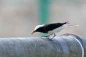 Hooded Wheatear, Al Ain, Abu Dhabi, December 2010 - click for larger image