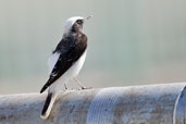 Hooded Wheatear, Al Ain, Abu Dhabi, December 2010 - click for larger image