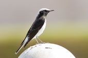 Hooded Wheatear, Al Ain, Abu Dhabi, December 2010 - click for larger image