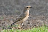 Pied Wheatear, Safa Park, Dubai, November 2010 - click for larger image