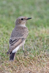 Pied Wheatear, Safa Park, Dubai, November 2010 - click for larger image