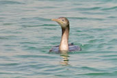 Immature Socotra Cormorant, Abu Dhabi, March 2010 - click for larger image