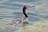 Immature Socotra Cormorant, Abu Dhabi, March 2010 - click for larger image