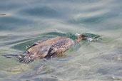 Immature Socotra Cormorant, Abu Dhabi, March 2010 - click for larger image