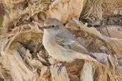 Female Rufous-backed Redstart, Al Ain, Abu Dhabi, December 2010 - click for larger image