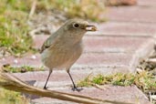 Female Rufous-backed Redstart, Al Ain, Abu Dhabi, December 2010 - click for larger image