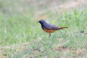 Black Redstart, Al Ain, Abu Dhabi, December 2010 - click for larger image