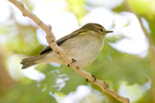 Chiffchaff, Al Ain, Abu Dhabi, December 2011 - click for larger image