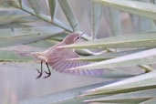 Chiffchaff, Abu Dhabi, December 2011 - click for larger image