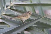 Chiffchaff, Abu Dhabi, December 2011 - click for larger image