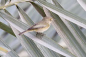 Chiffchaff, Abu Dhabi, December 2011 - click for larger image