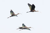 Glossy Ibis, Pivot Fields, Dubai, December 2010 - click for larger image