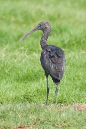 Glossy Ibis, Pivot Fields, Dubai, December 2010 - click for larger image