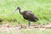 Glossy Ibis, Pivot Fields, Dubai, December 2010 - click for larger image