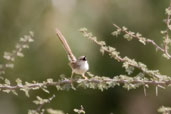 Graceful Prinia, Al Ain, Abu Dhabi, March 2010 - click for larger image