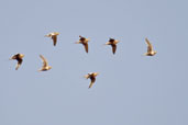 Chestnut-bellied Sandgrouse, Al Ain, Abu Dhabi, November 2010 - click for larger image