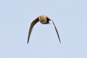 Chestnut-bellied Sandgrouse, Pivot Fields, Dubai, UAE, November 2010 - click for larger image