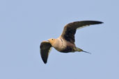 Chestnut-bellied Sandgrouse, Pivot Fields, Dubai, UAE, November 2010 - click for larger image