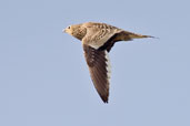 Chestnut-bellied Sandgrouse, Pivot Fields, Dubai, UAE, November 2010 - click for larger image