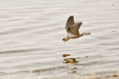 Pallid Swift, Al Ain, Abu Dhabi, March 2010 - click for larger image