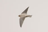 Pallid Swift, Al Ain, Abu Dhabi, March 2010 - click for larger image