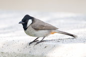 White-eared Bulbul, Abu Dhabi, March 2010 - click for larger image