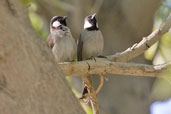 White-eared Bulbul, Al Ain, Abu Dhabi, March 2010 - click for larger image