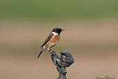 Common Stonechat, Pivot Fields, Dubai, UAE, November 2010 - click for larger image