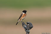 Common Stonechat, Pivot Fields, Dubai, UAE, November 2010 - click for larger image