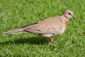 Laughing Dove, Le Meridien Hotel, Abu Dhabi, March 2010 - click for larger image