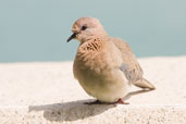 Laughing Dove, Le Meridien Hotel, Abu Dhabi, March 2010 - click for larger image