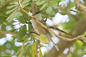 Lesser Whitethroat, Al Ain, Abu Dhabi, March 2010 - click for larger image