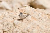 Desert Whitethroat, Al Ain, Abu Dhabi, November 2010 - click for larger image