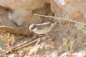 Desert Whitethroat, Al Ain, Abu Dhabi, November 2010 - click for larger image