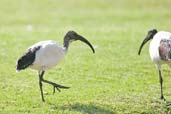 Sacred Ibis, Al Ain, Abu Dhabi, December 2010 - click for larger image