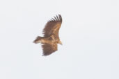 Lappet-faced Vulture, Al Ain, Abu Dhabi, March 2010 - click for larger image