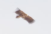 Lappet-faced Vulture, Al Ain, Abu Dhabi, March 2010 - click for larger image