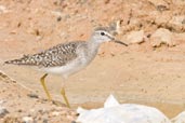 Wood Sandpiper, Al Ain Compost Plant, Abu Dhabi, March 2010 - click for larger image