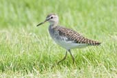 Wood Sandpiper, Pivot Fields, Dubai, November 2010 - click for larger image