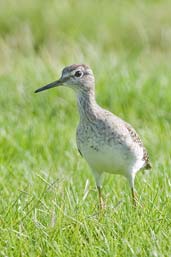 Wood Sandpiper, Pivot Fields, Dubai, November 2010 - click for larger image