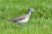 Wood Sandpiper, Pivot Fields, Dubai, November 2010 - click for larger image