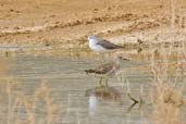 Marsh Sandpiper behind Ruff, Al Ain Compost Plant, Abu Dhabi, March 2010 - click for larger image