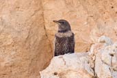 Common Myna, Al Ain, Abu Dhabi, December 2010 - click for larger image