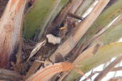 Common Myna, Al Ain, Abu Dhabi, December 2010 - click for larger image