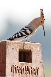 Common Hoopoe, Pivot Fields, Dubai, November 2010 - click for larger image