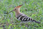 Common Hoopoe, Safa Park, Dubai, November 2010 - click for larger image