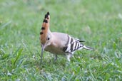 Common Hoopoe, Safa Park, Dubai, November 2010 - click for larger image