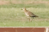 Sociable Lapwing, Ghantoot Polo Field, Abu Dhabi, November 2010 - click for larger image